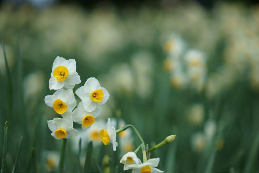Háremhölgyek kertje